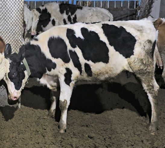 Golşteyn okuz - Bäherden - img 1