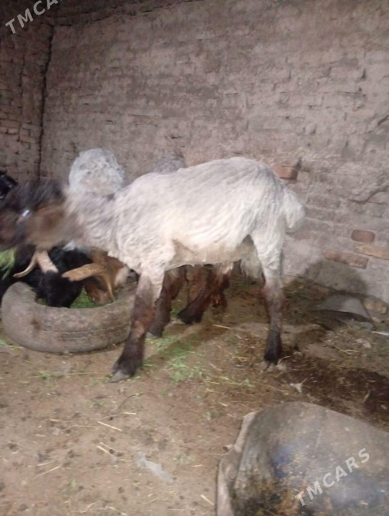 KOCKAR KUZY - Дашогуз - img 1