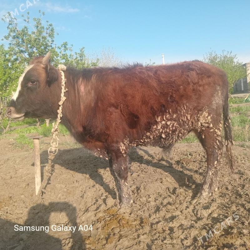 okuz tuwe sygyr - Bäherden - img 1