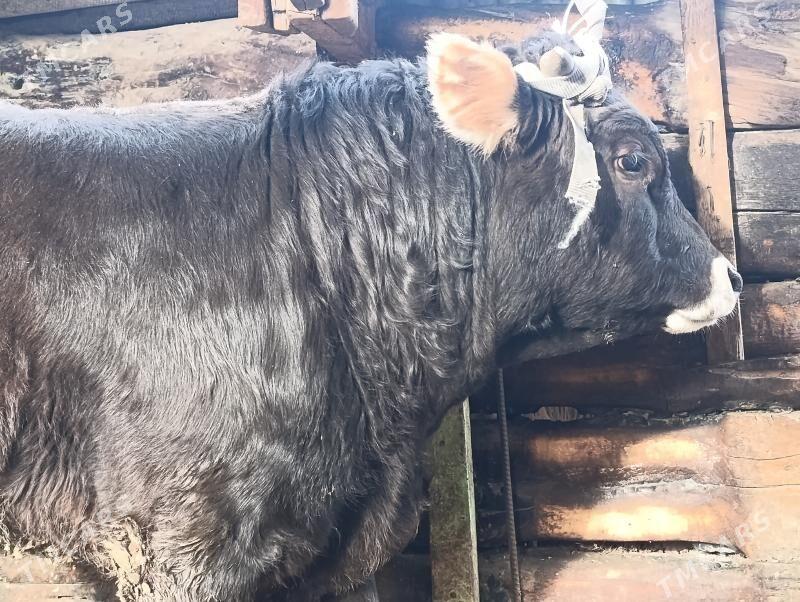 Okuz - Гёкдепе - img 1