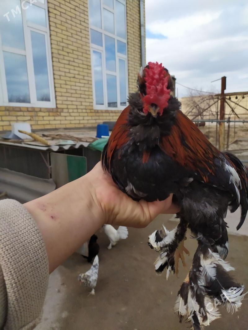 troyka horaz - Çärjew - img 1