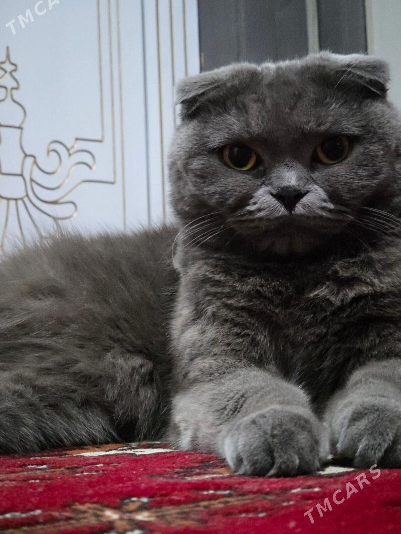 Lila - Hitrowka - img 1