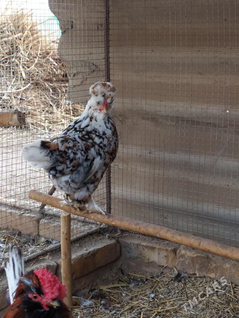 karlik towuklar - Çärjew - img 1