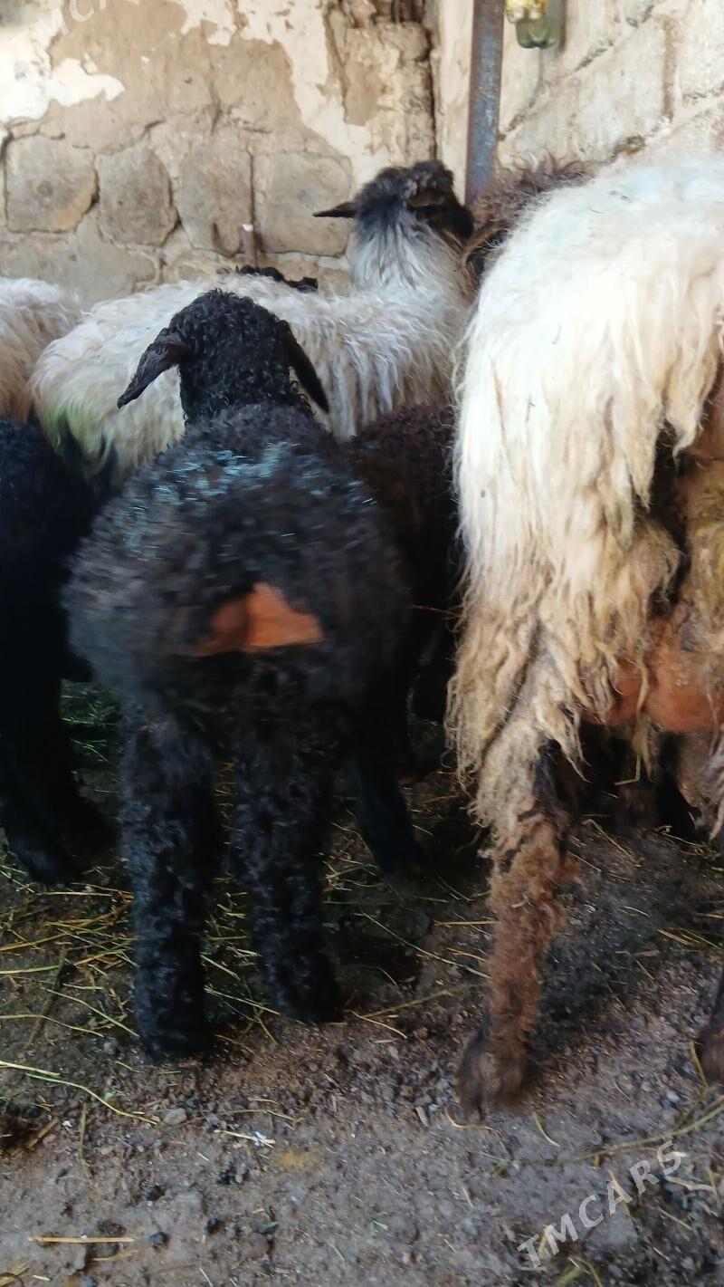 guzly goyunlar balyk yaly - Hitrowka - img 1