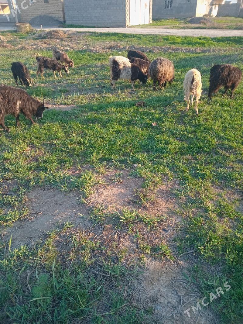 gysr geçi - Gökdepe - img 1