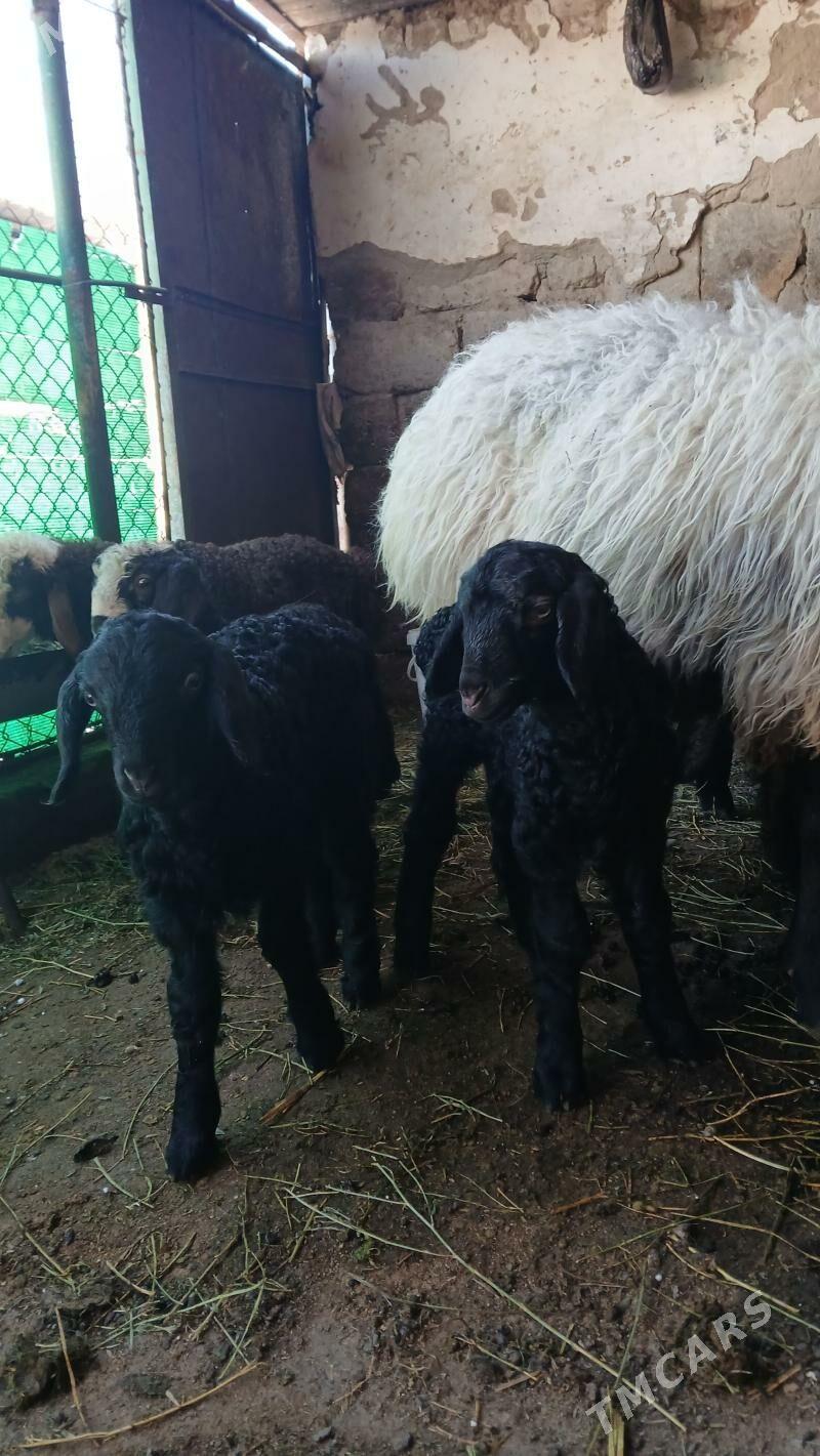 ekiz guzly goyun semiz - Hitrowka - img 1