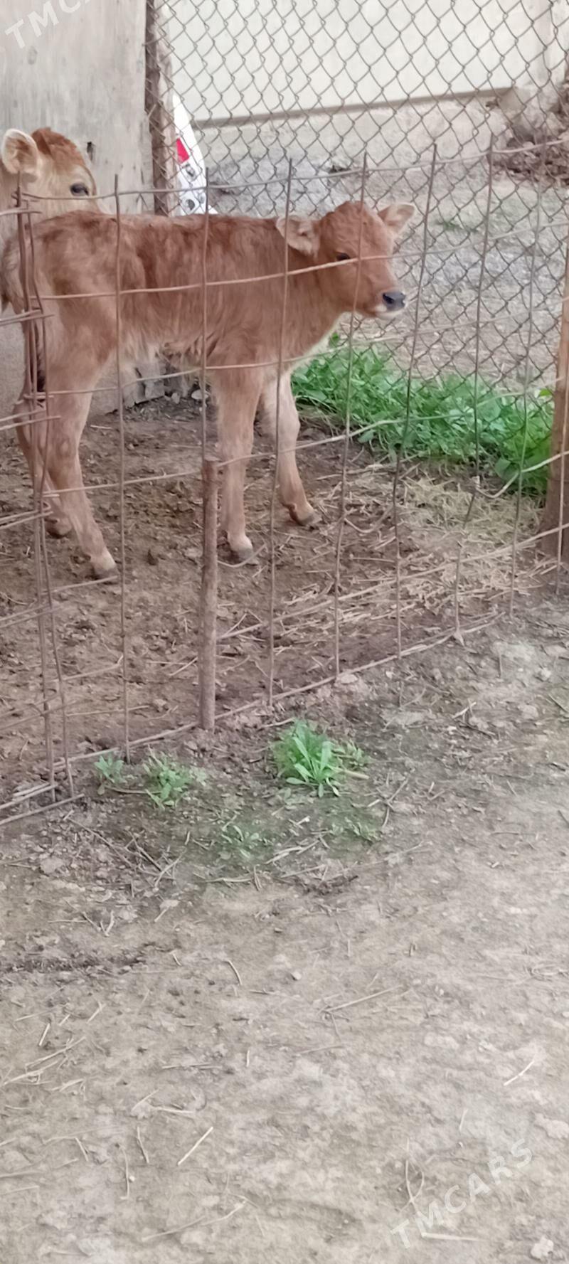 ÖKÜZ ŞWES TOHUM - Бузмеин - img 1