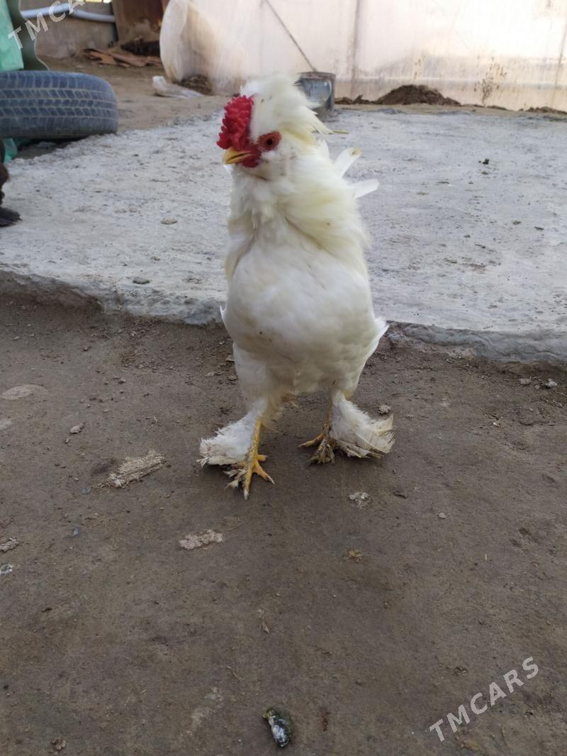 karlik troyka horaz - Çärjew - img 1