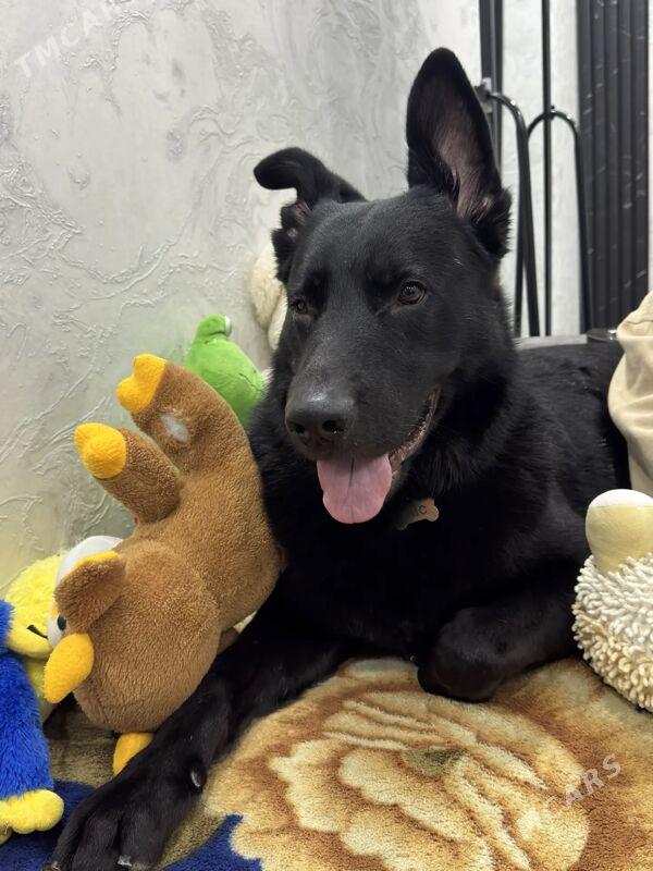 не продается! для вязки - Туркменабат - img 1