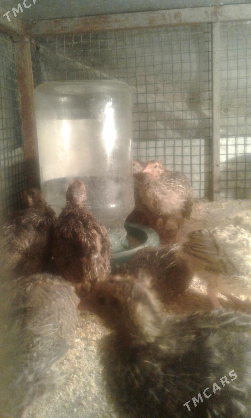 bedene jüjeler - Hitrowka - img 1