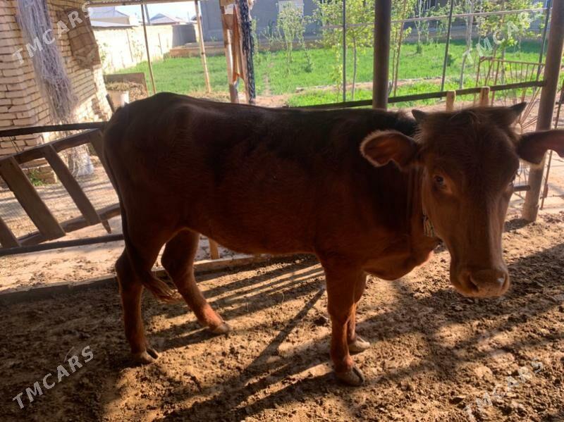 Gulajyn - Mary - img 1