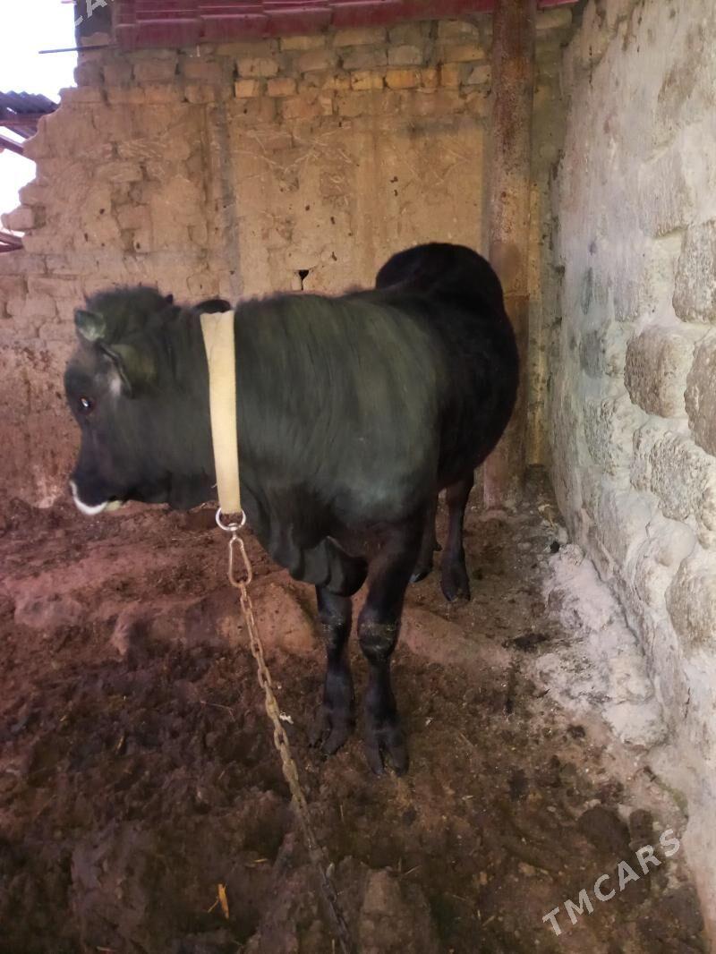 oküz - Багир - img 1