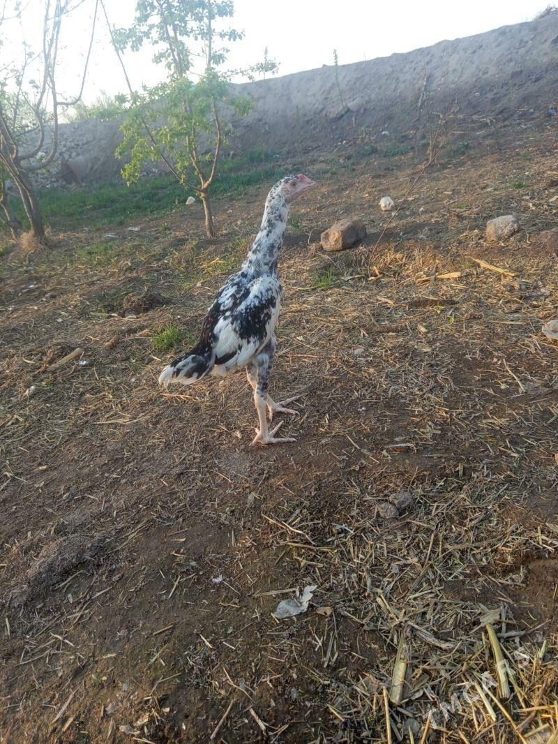 Alaja horaz - Шабатский этрап - img 1