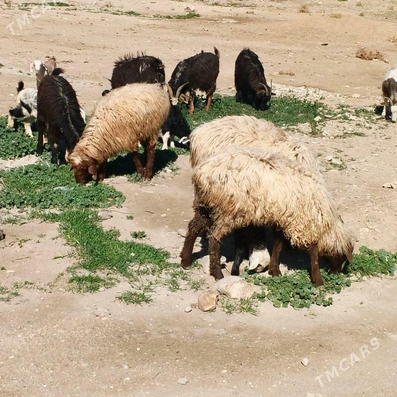 Goýunlar ve geçiler - Jebel - img 1