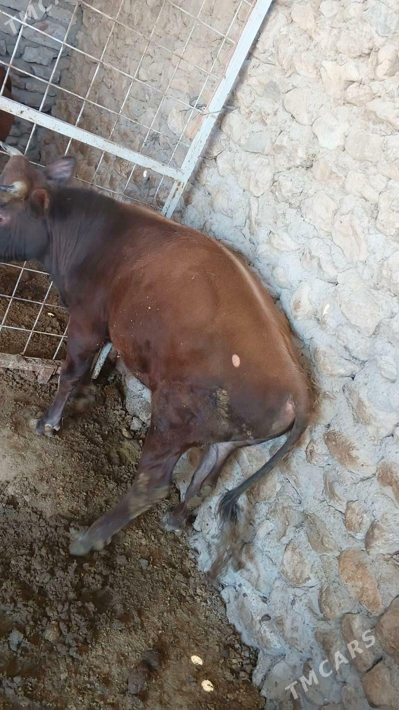 Økiz - Джебел - img 1