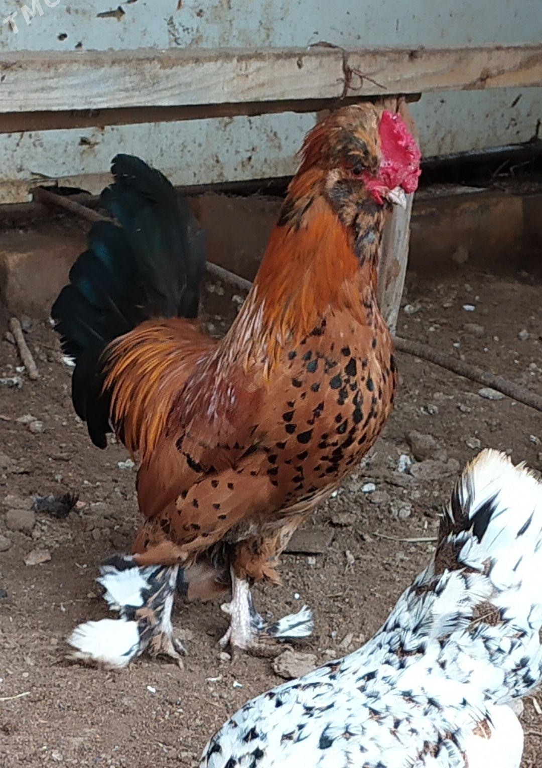 karlik horaz - Çärjew - img 1