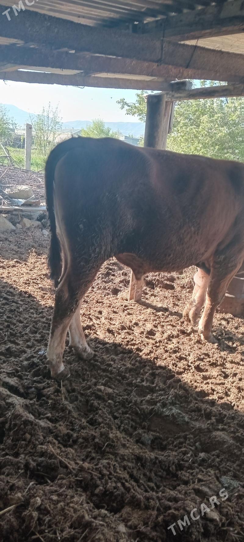 ÖKUZ - Бахарден - img 1