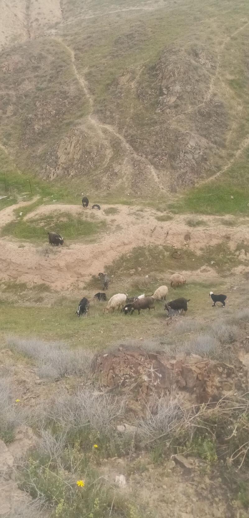 Гузулы гоюн - Türkmenbaşy - img 1