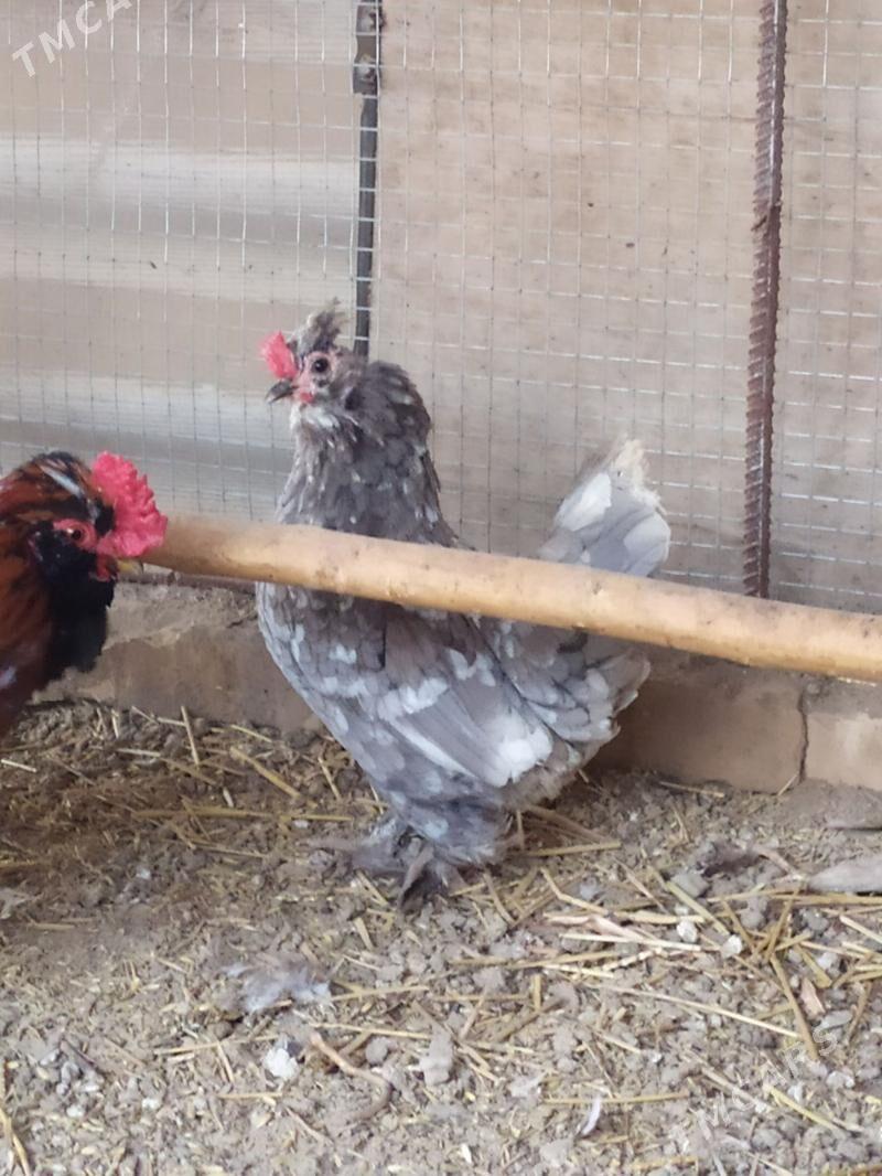 karlik towuk - Çärjew - img 1