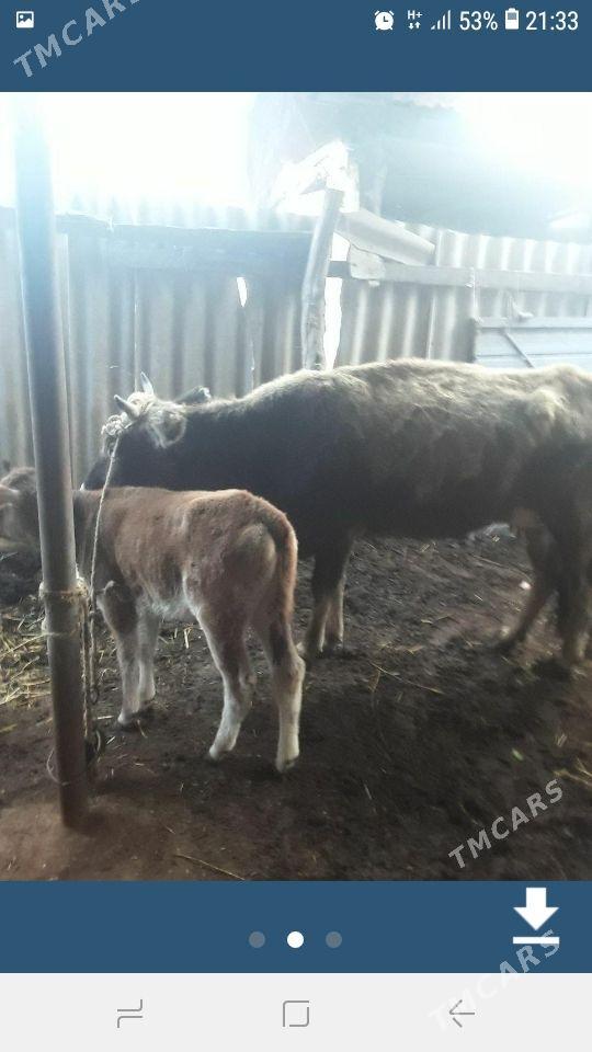 Goleli sygyr - Анев - img 1