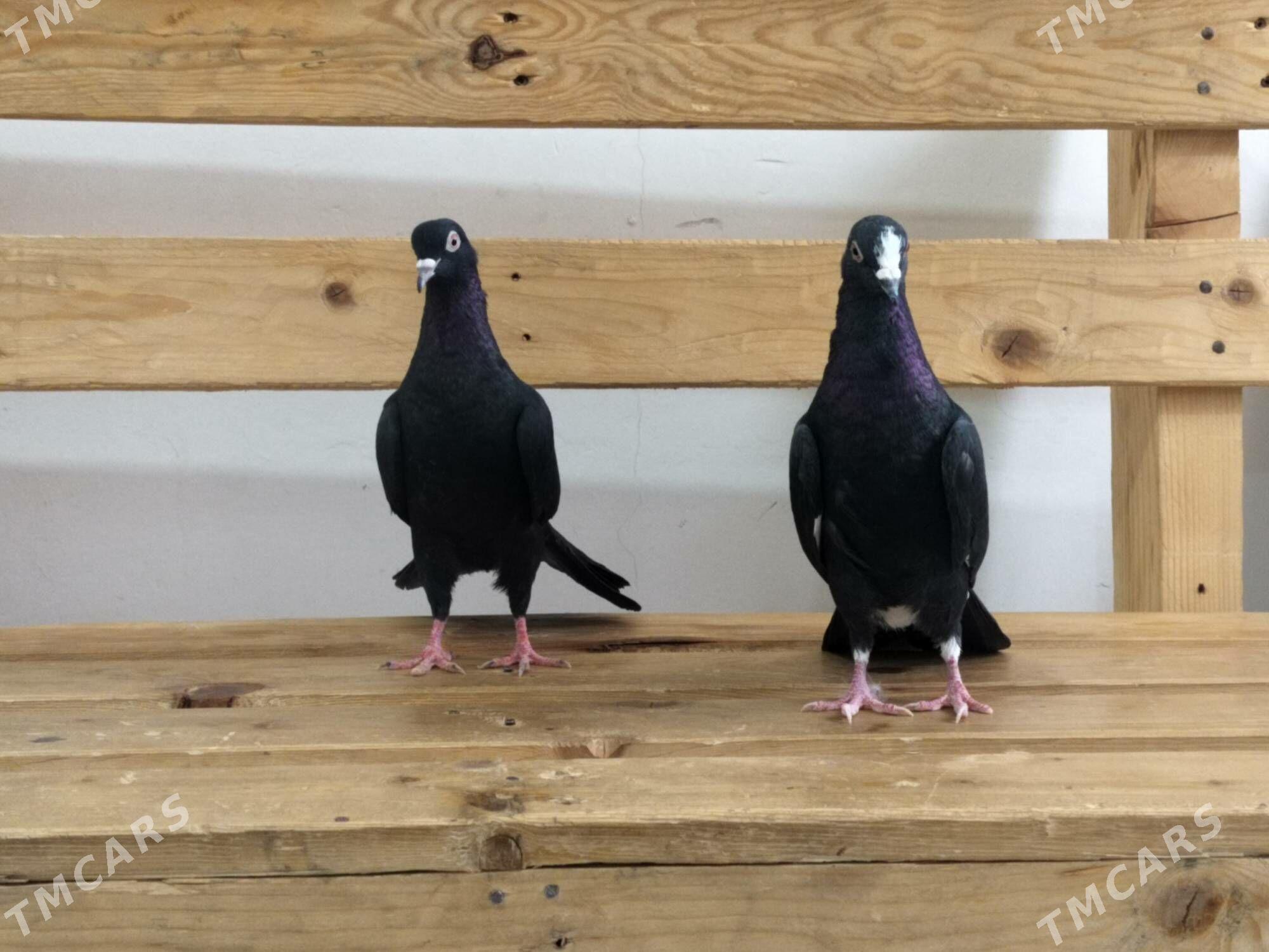 kepderi - Jebel - img 1