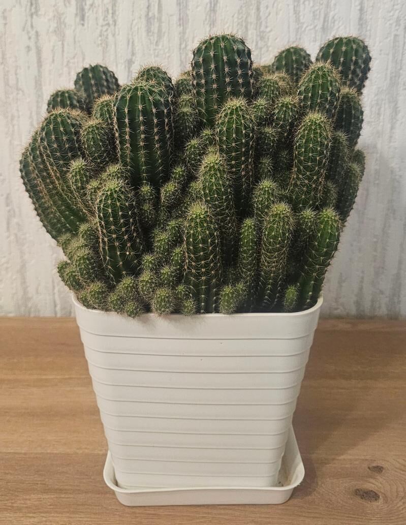 Кактус - Ашхабад - img 1