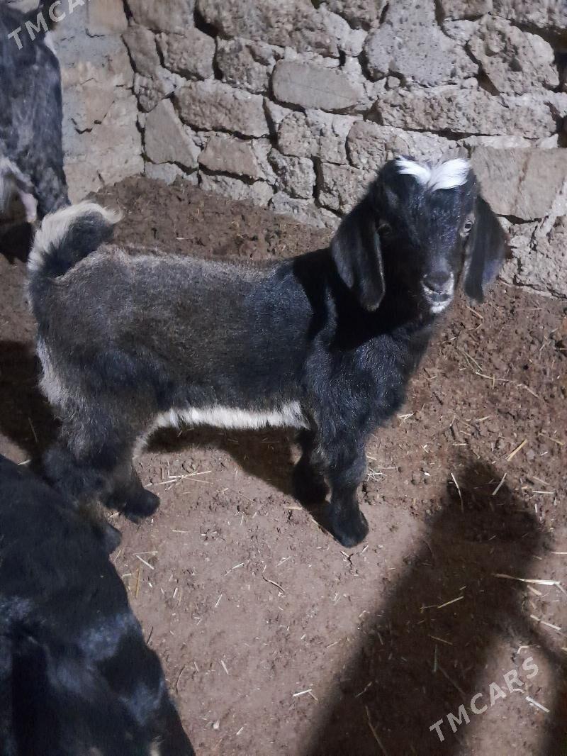 owlakly geci - Гызыларбат - img 1