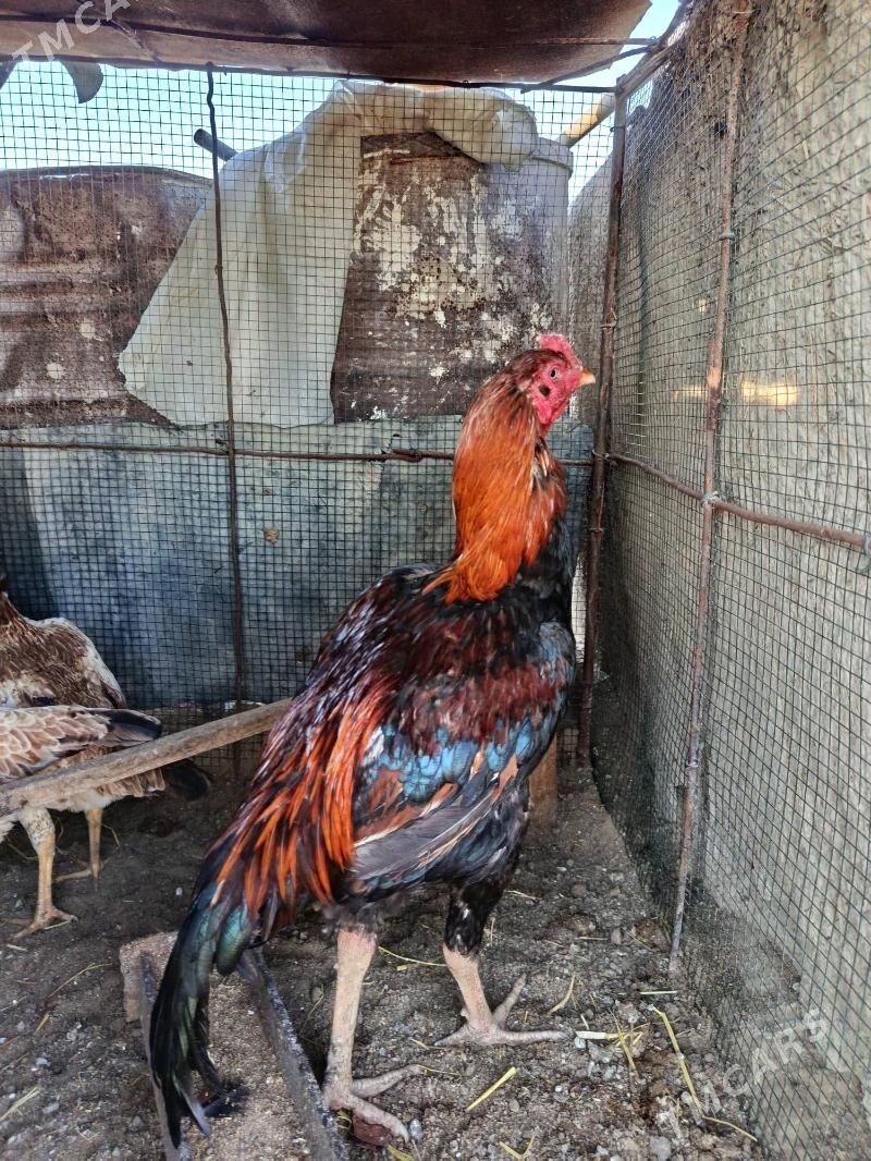 Horaz - Дарганата - img 1