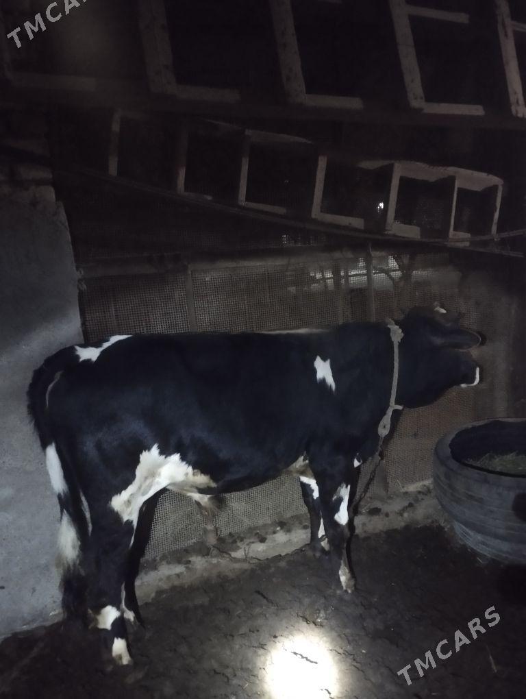 öküz - Tejen - img 1