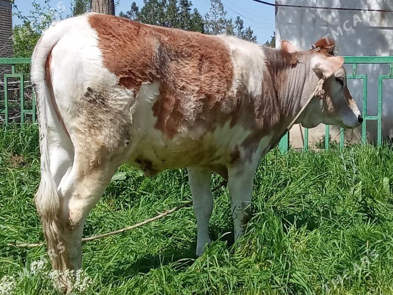 Sygyr - Gökdepe - img 1