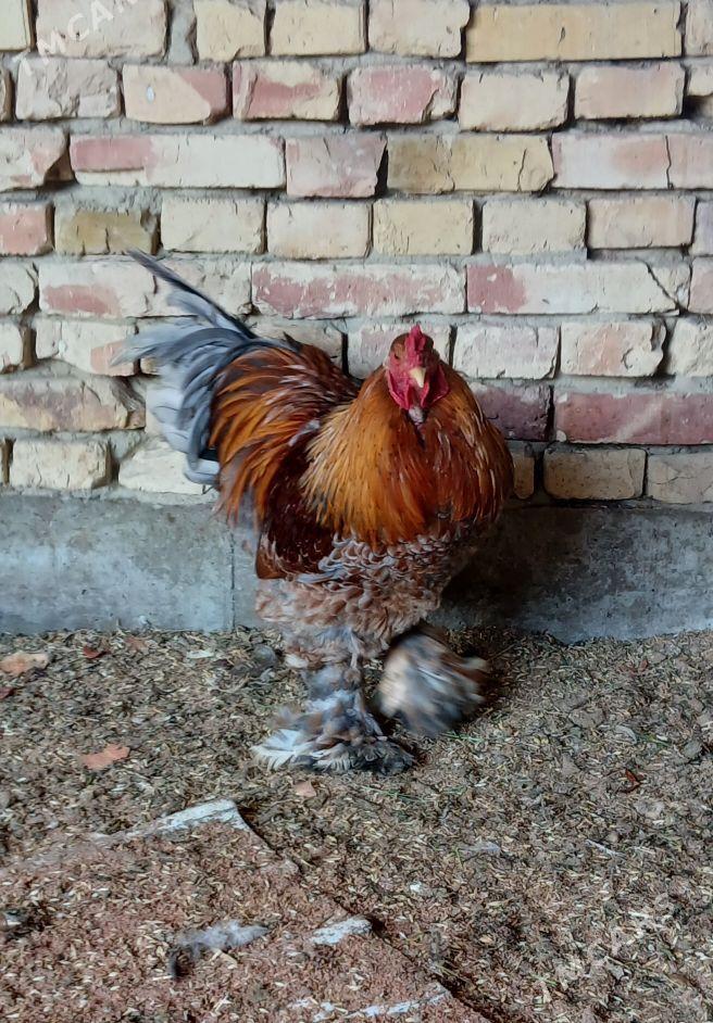 horoz - Гёкдепе - img 1