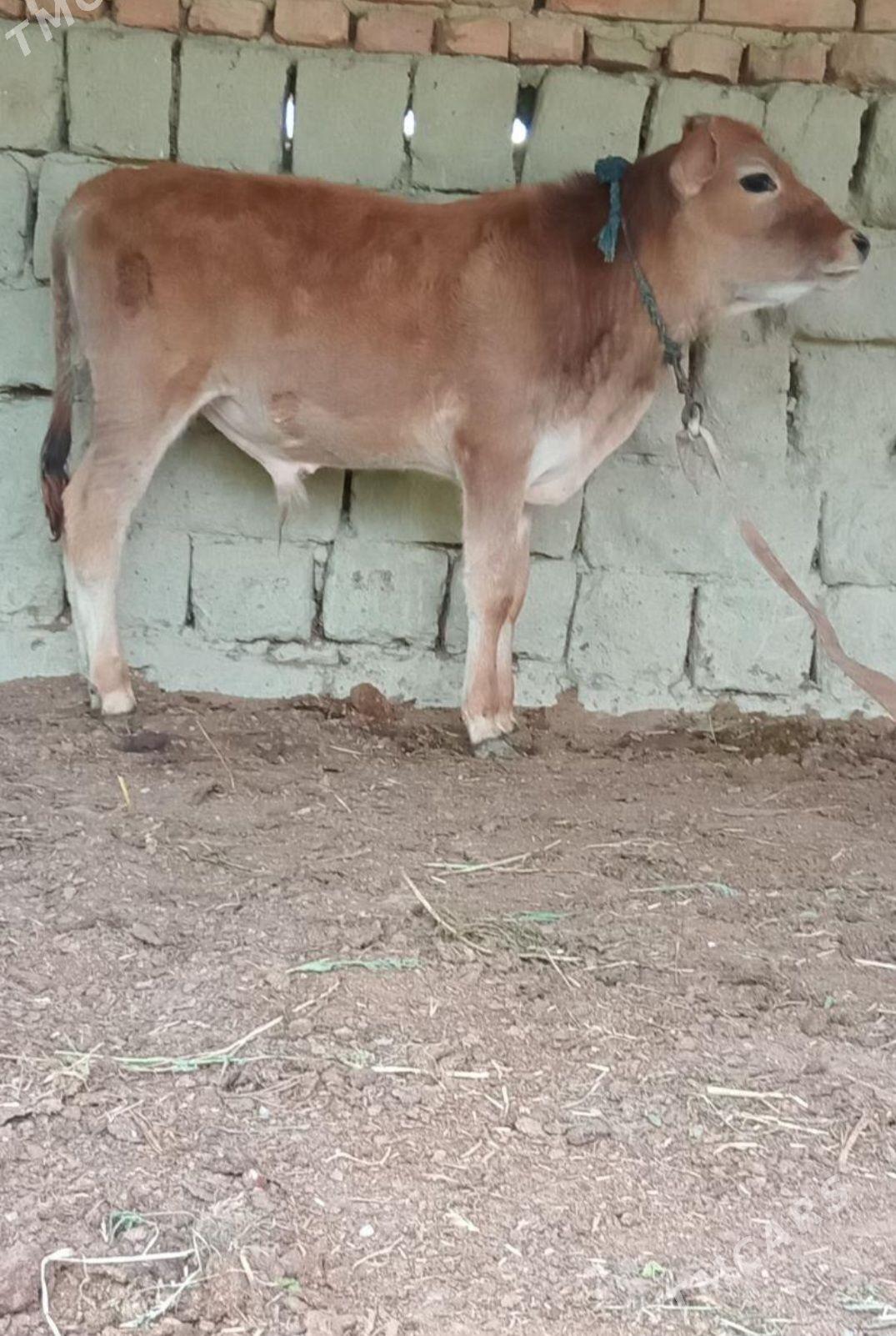 OKŪZ TOHIM. - Ашхабад - img 1