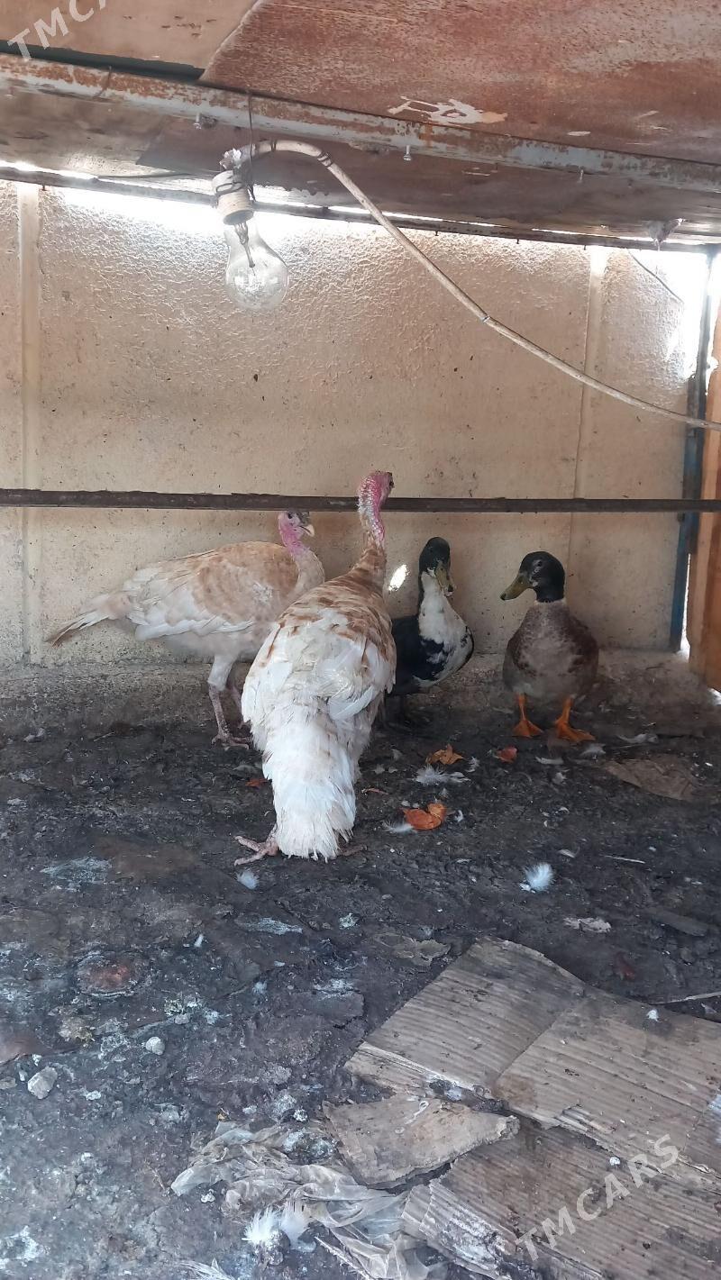 induk - Aşgabat - img 1