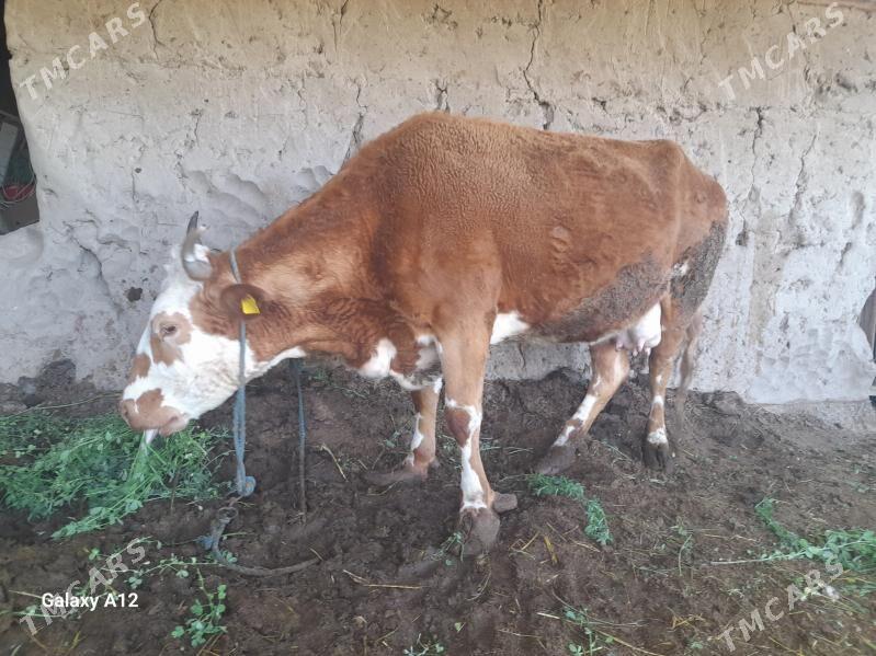 Sygyr semental - Халач - img 1