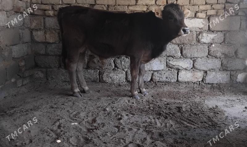 ŞWES   OKÜZ  TOHIM   - Бузмеин - img 1