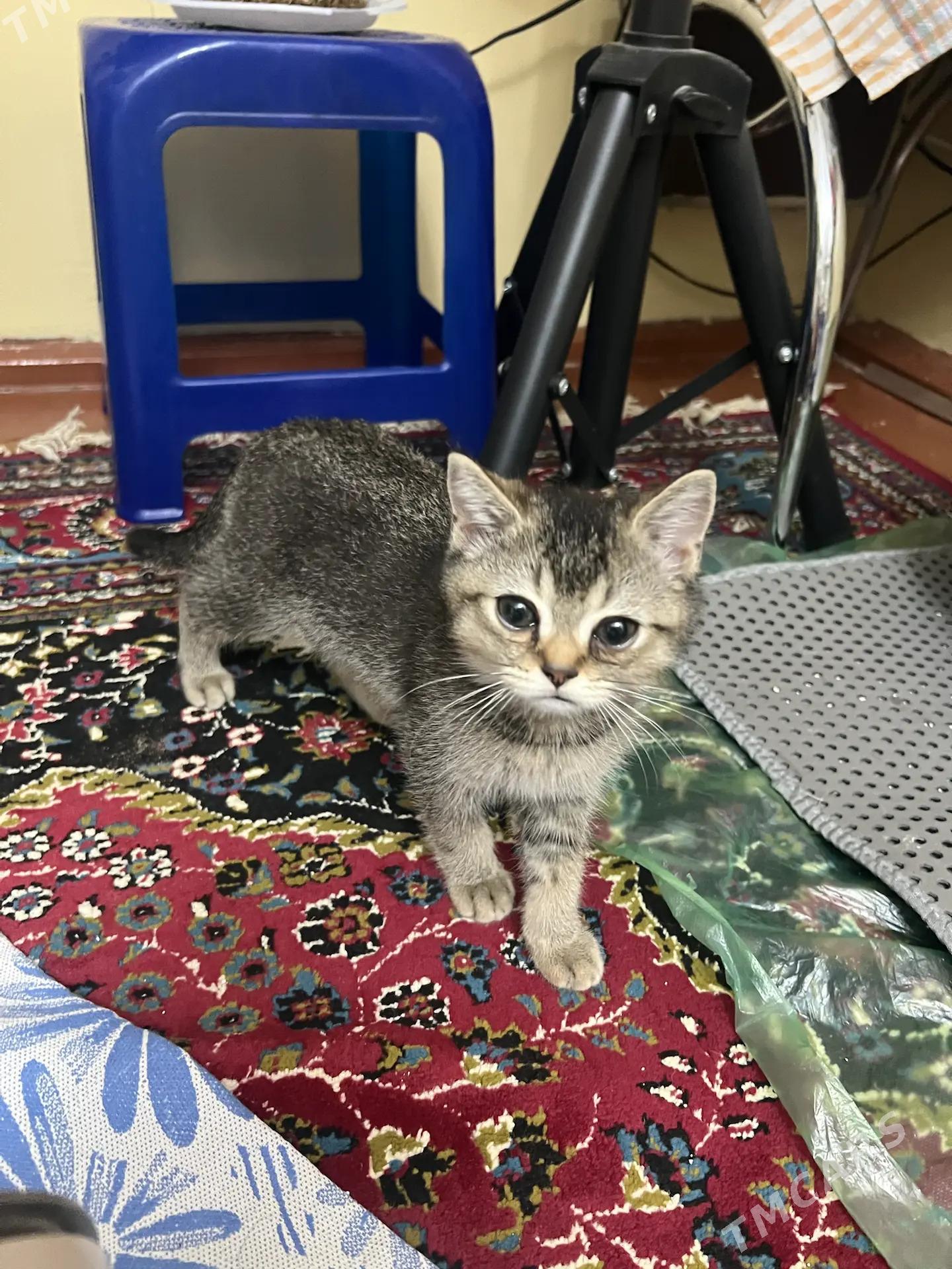 котёнок - Ашхабад - img 1
