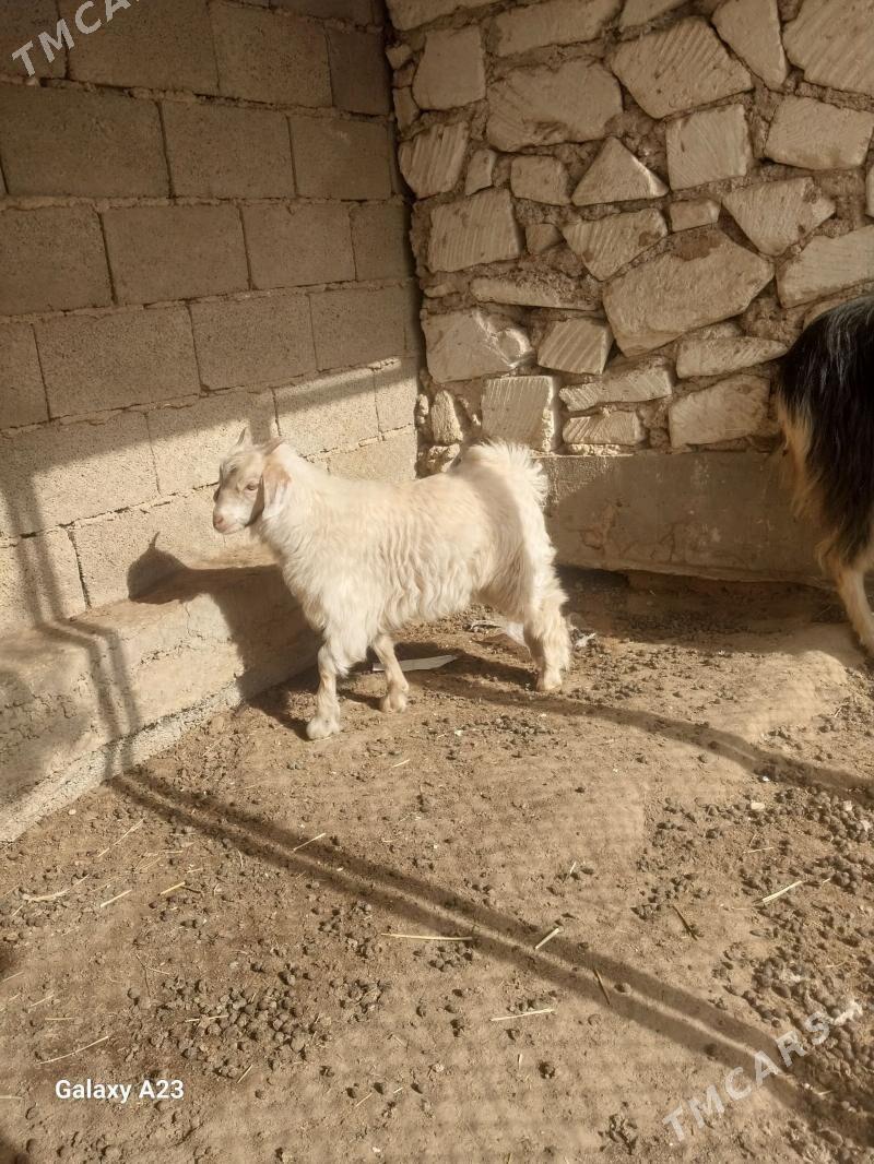 Awlak - Jebel - img 1