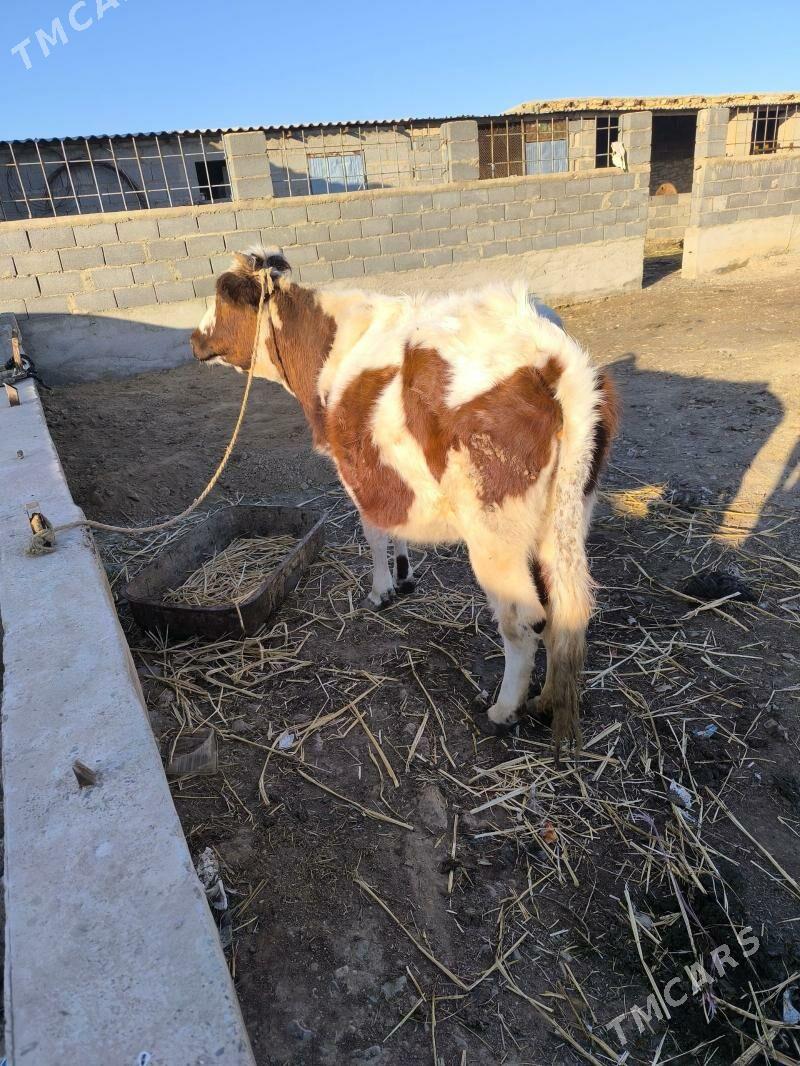 Bogoz sygyr - Gyzylarbat - img 1