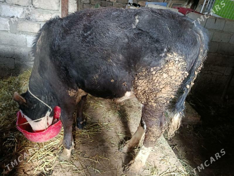 Öküz - Ашхабад - img 1