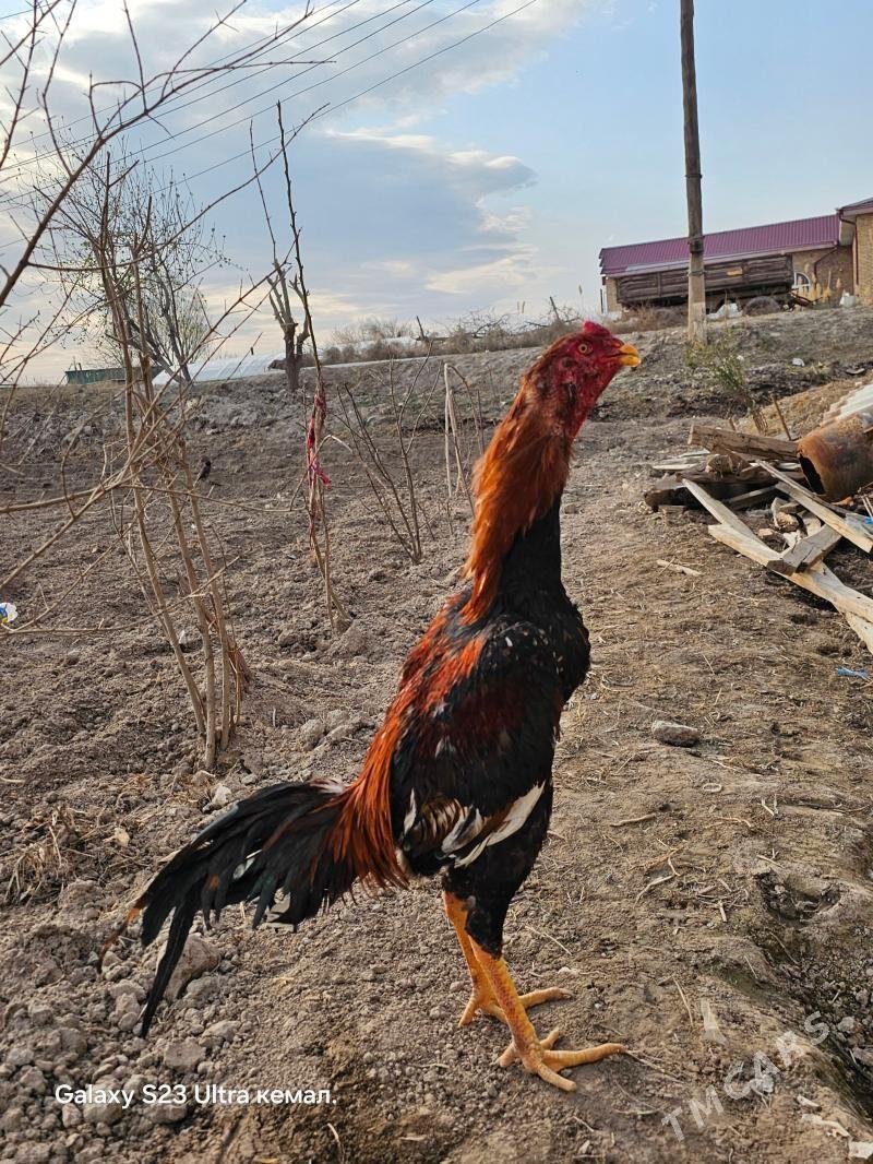 horaz - Türkmenabat - img 1