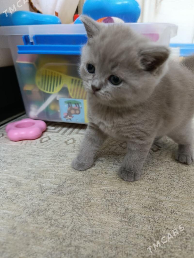 шотландские прямоухие - Ашхабад - img 1