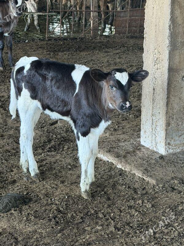 golejik - Aşgabat - img 1