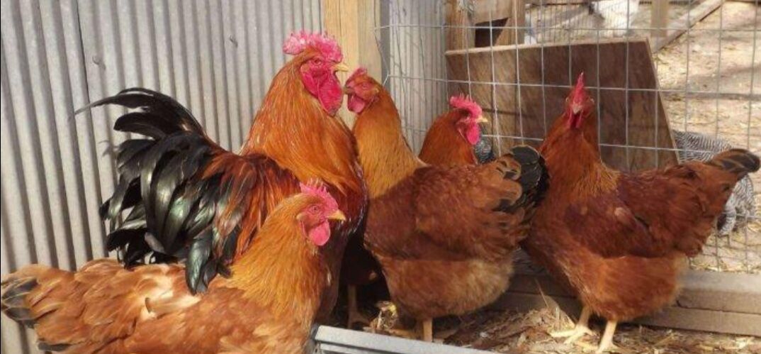 giganyt towuklar - Гарадамак Шор - img 1