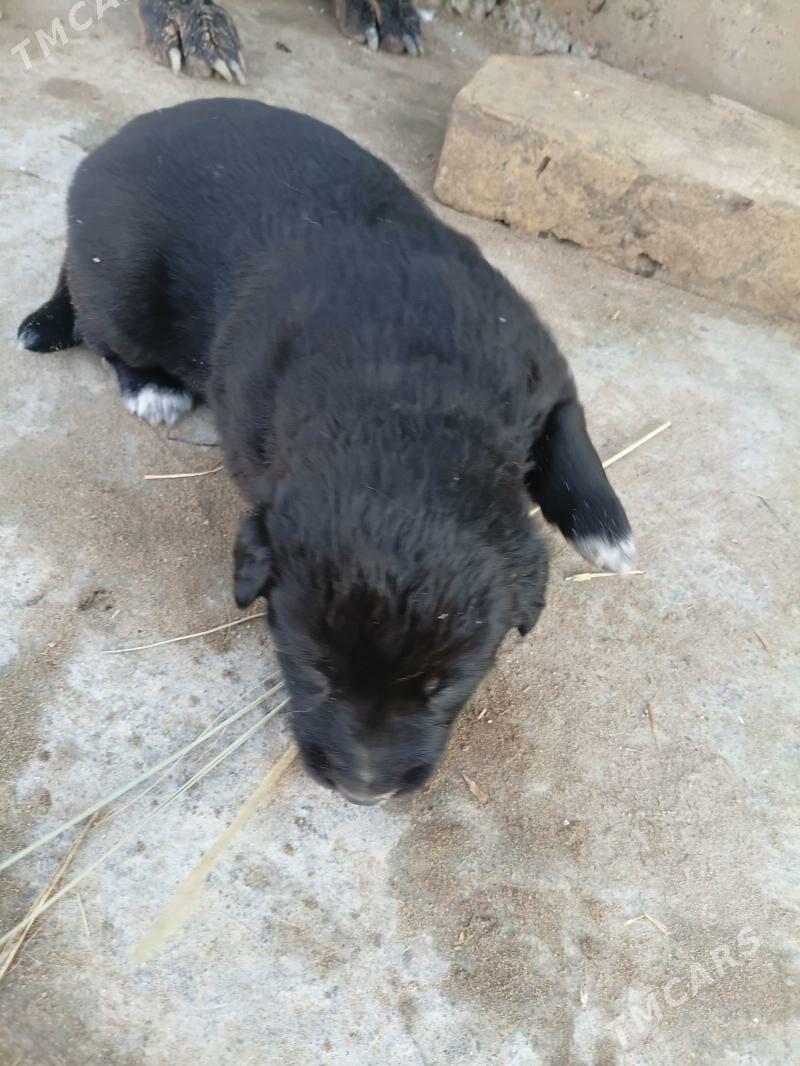 ayraport daca - Туркменабат - img 1