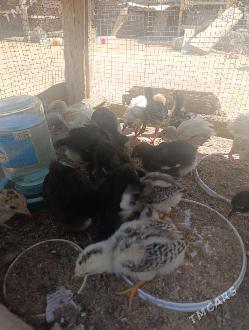 jüjeler - Мары - img 1