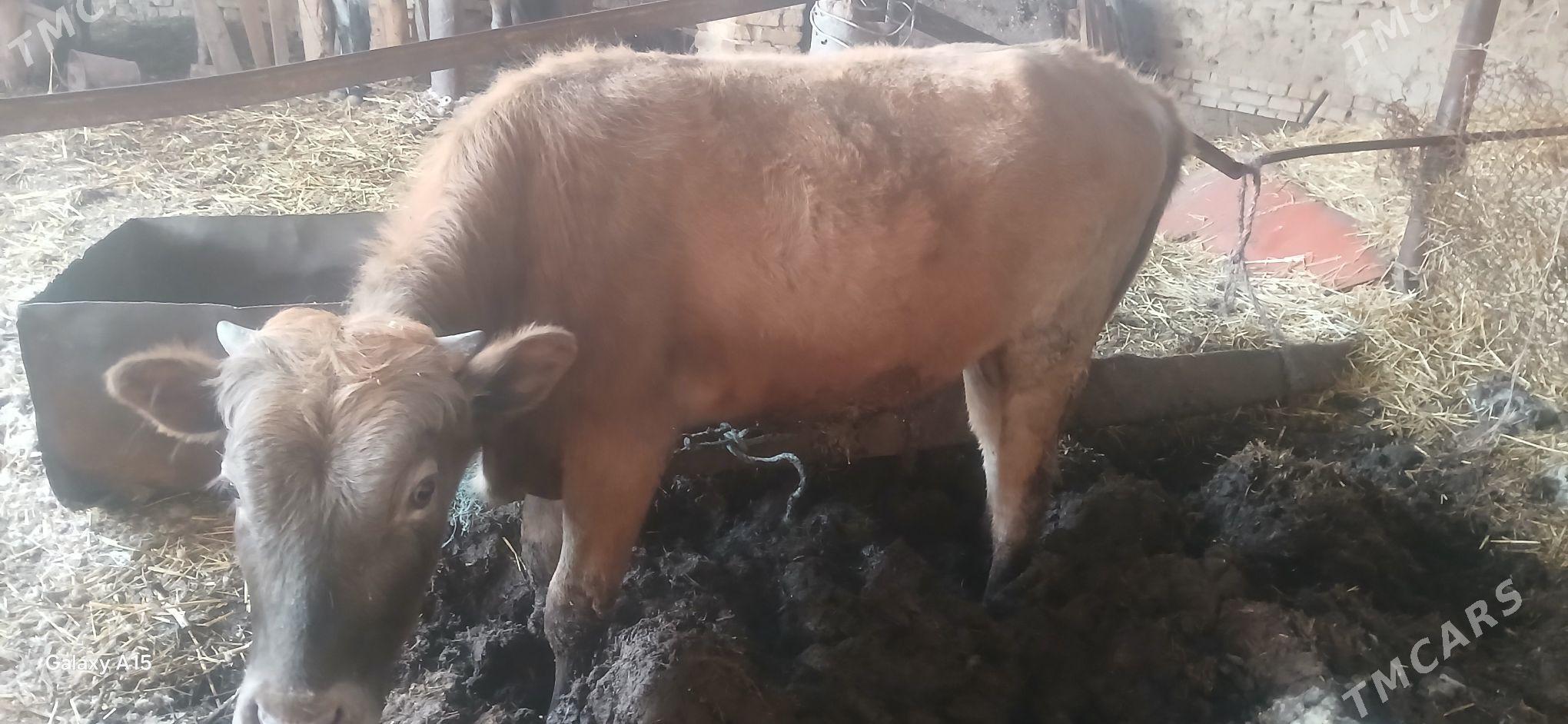 Окузлер - Туркменабат - img 1