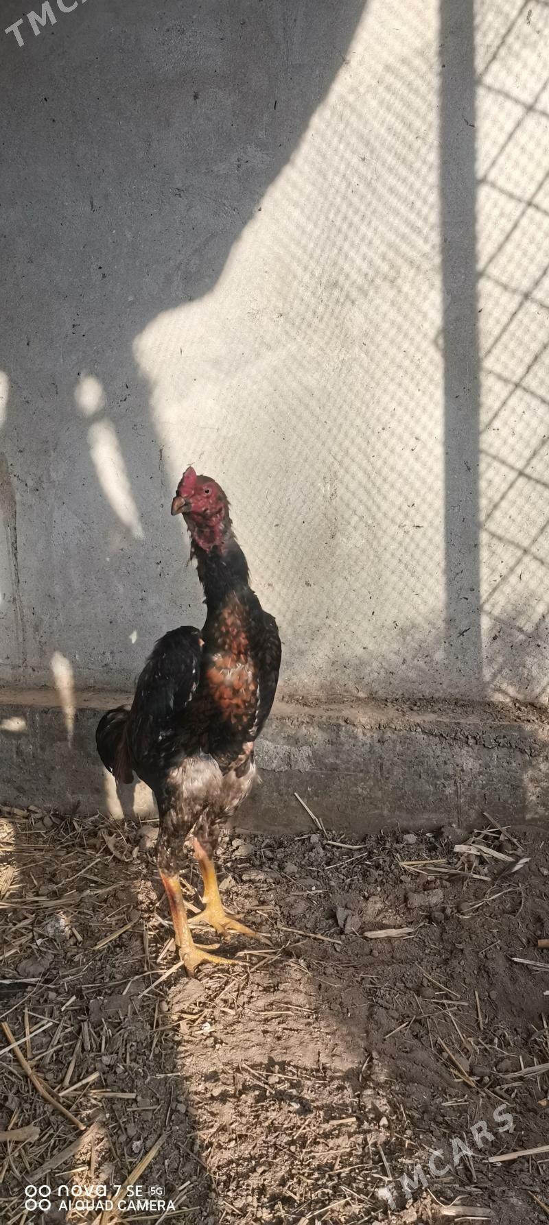 Bayes horaz - Туркменабат - img 1