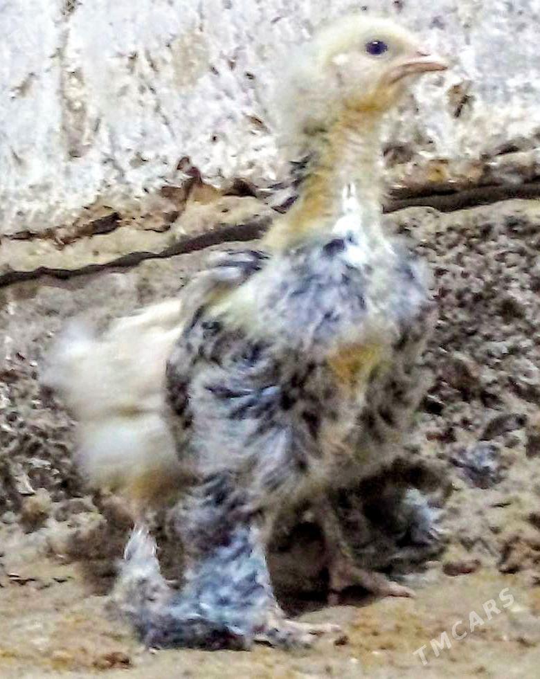 PARODA TOWUK WE INDUK JÙÝJE - Murgap - img 1