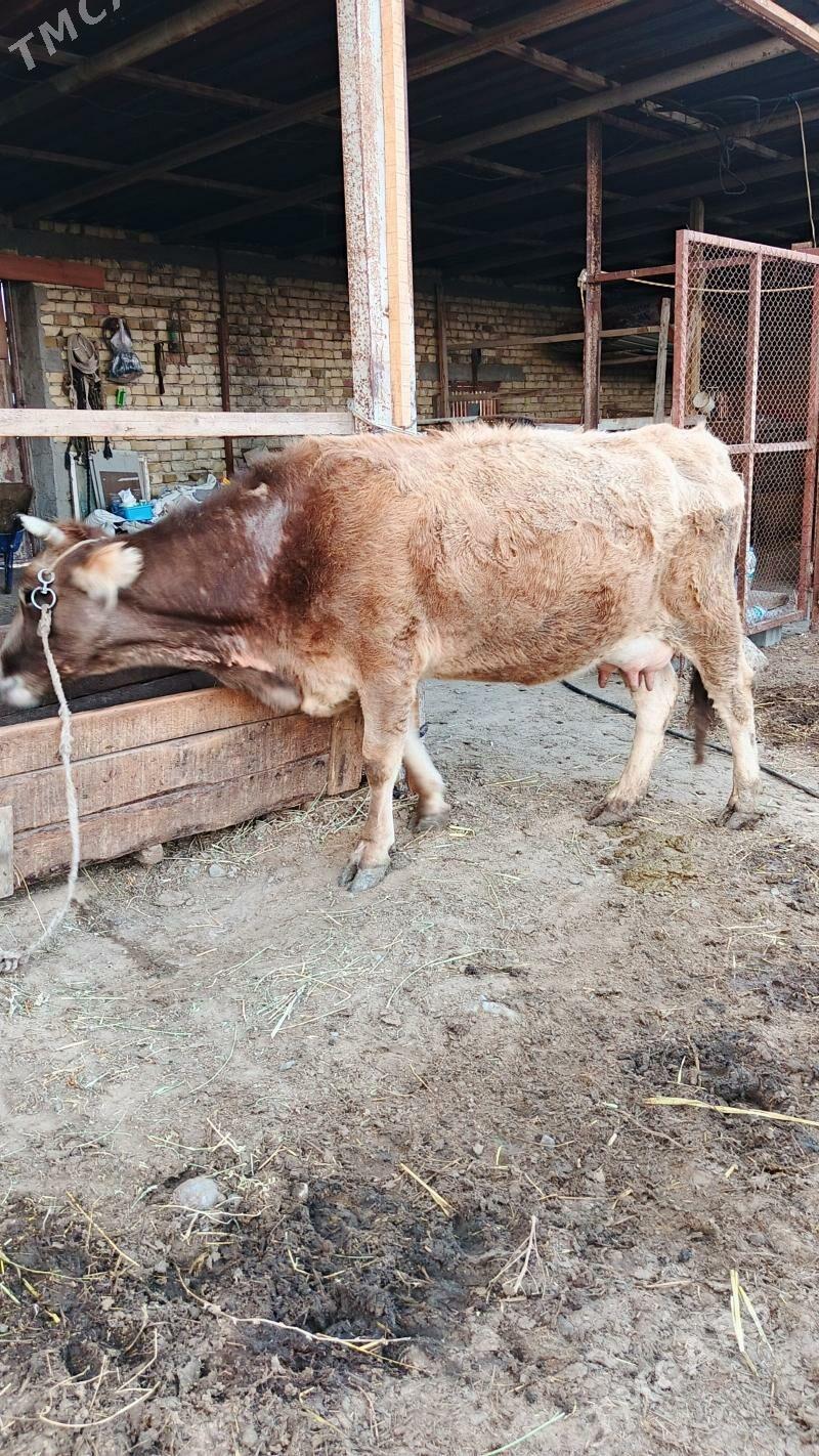 Sygyr - Гёкдепе - img 1