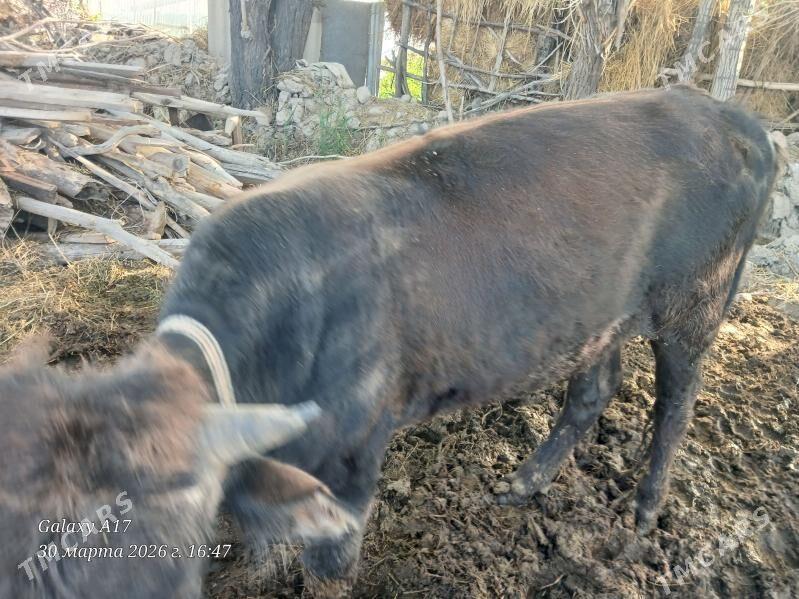 ики саны окиз - Туркменабат - img 1